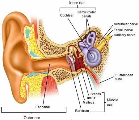 解剖図　耳